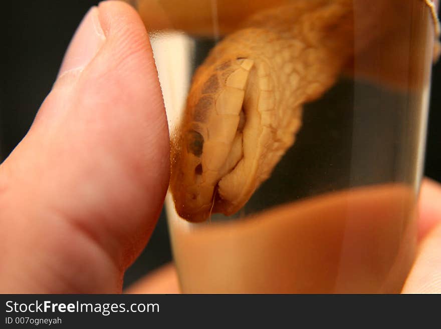 Brandy of snake in closeup, drench