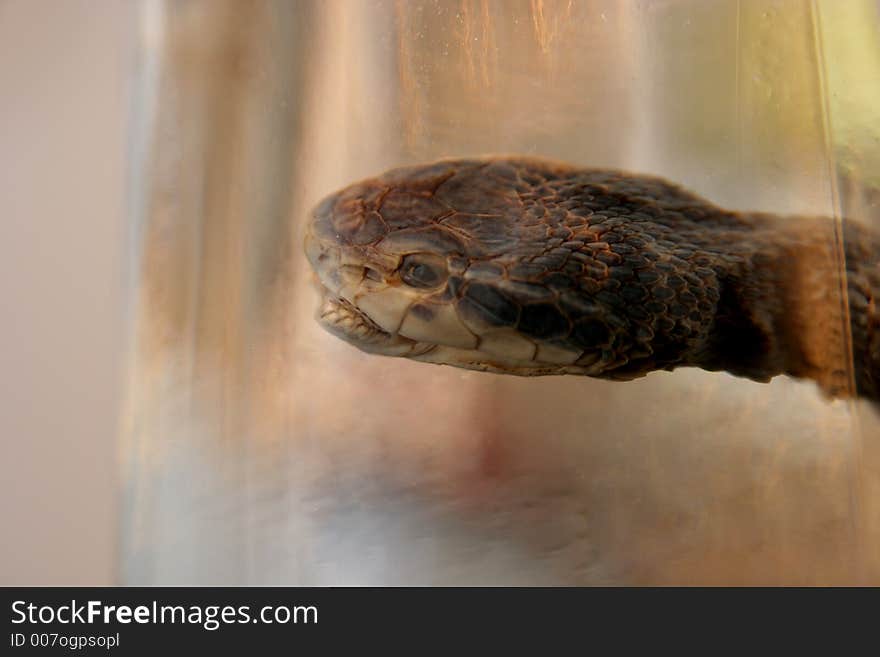 Brandy of snake(vipera berus), drench