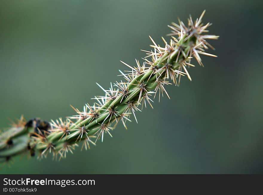 Cactus spines