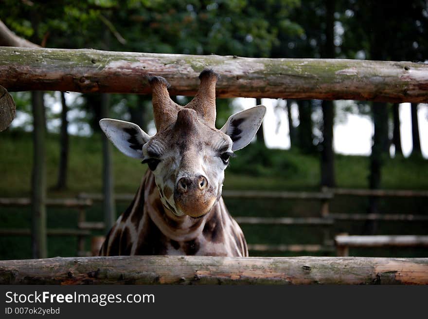 Giraffe seeming to pose for the photo. Giraffe seeming to pose for the photo...