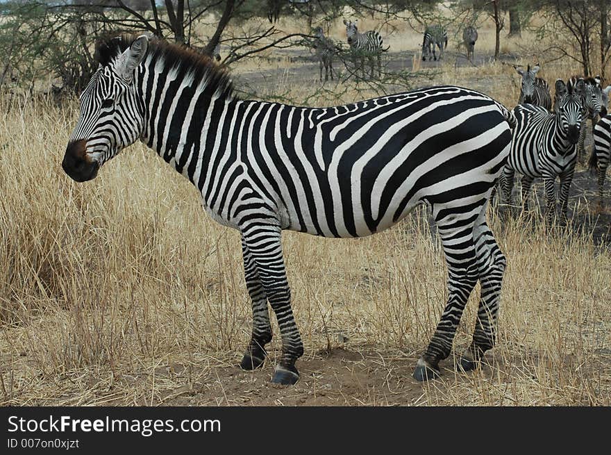 Zebra In Tanzania