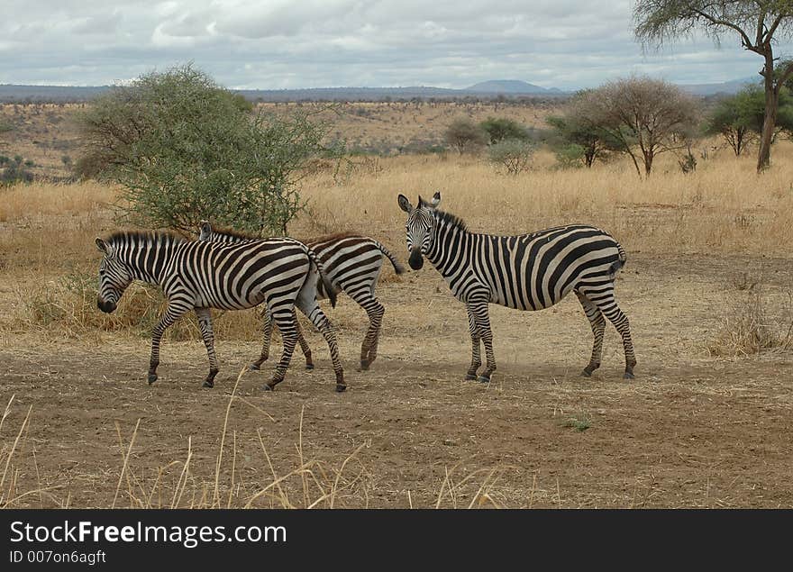 Zebra in Tanzania