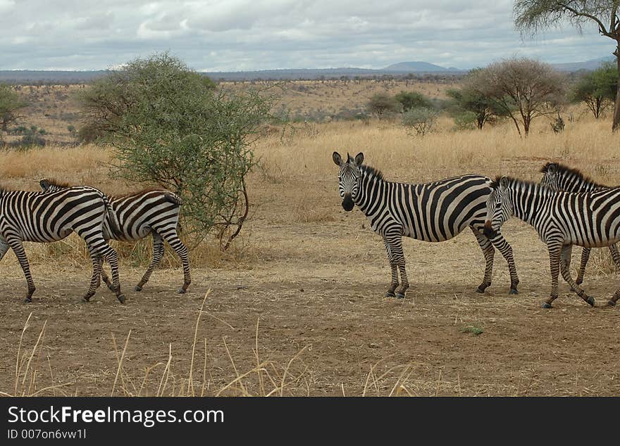 Zebra In Tanzania