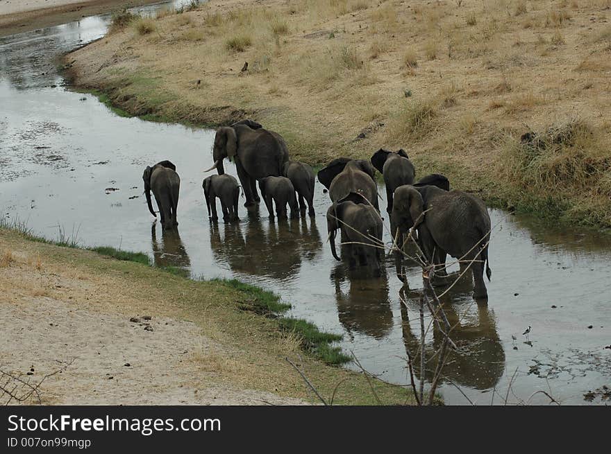 Elephant Walk