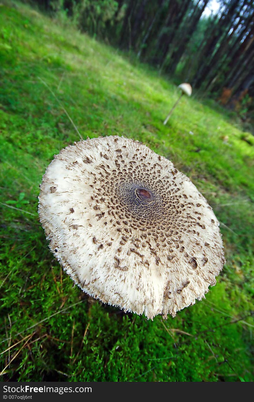 Parasol Mushroom