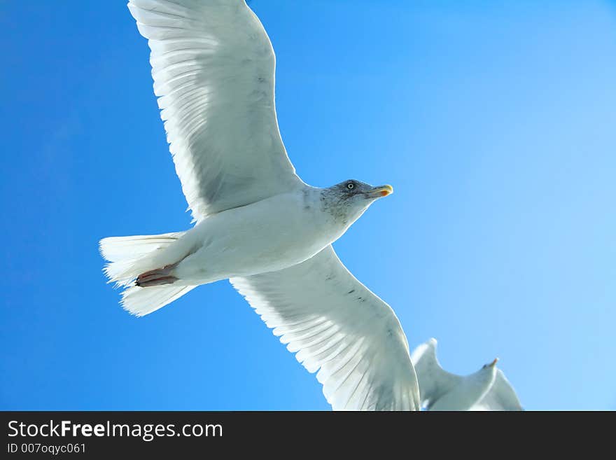 Soaring seagull is starting his way up. Soaring seagull is starting his way up