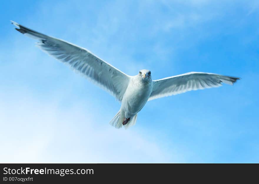 Big Gull Brother Is Watching You