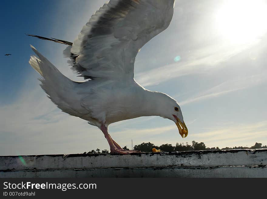 Seagull