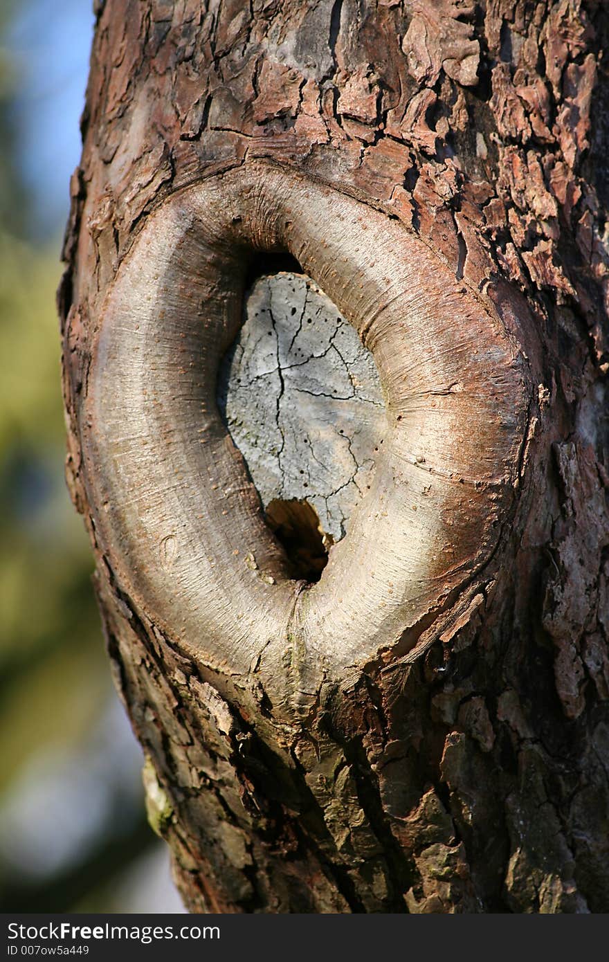 Knot of a tree