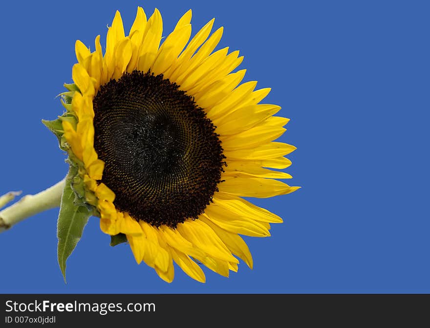 Photo of a Sunflower on a  Bjue Background