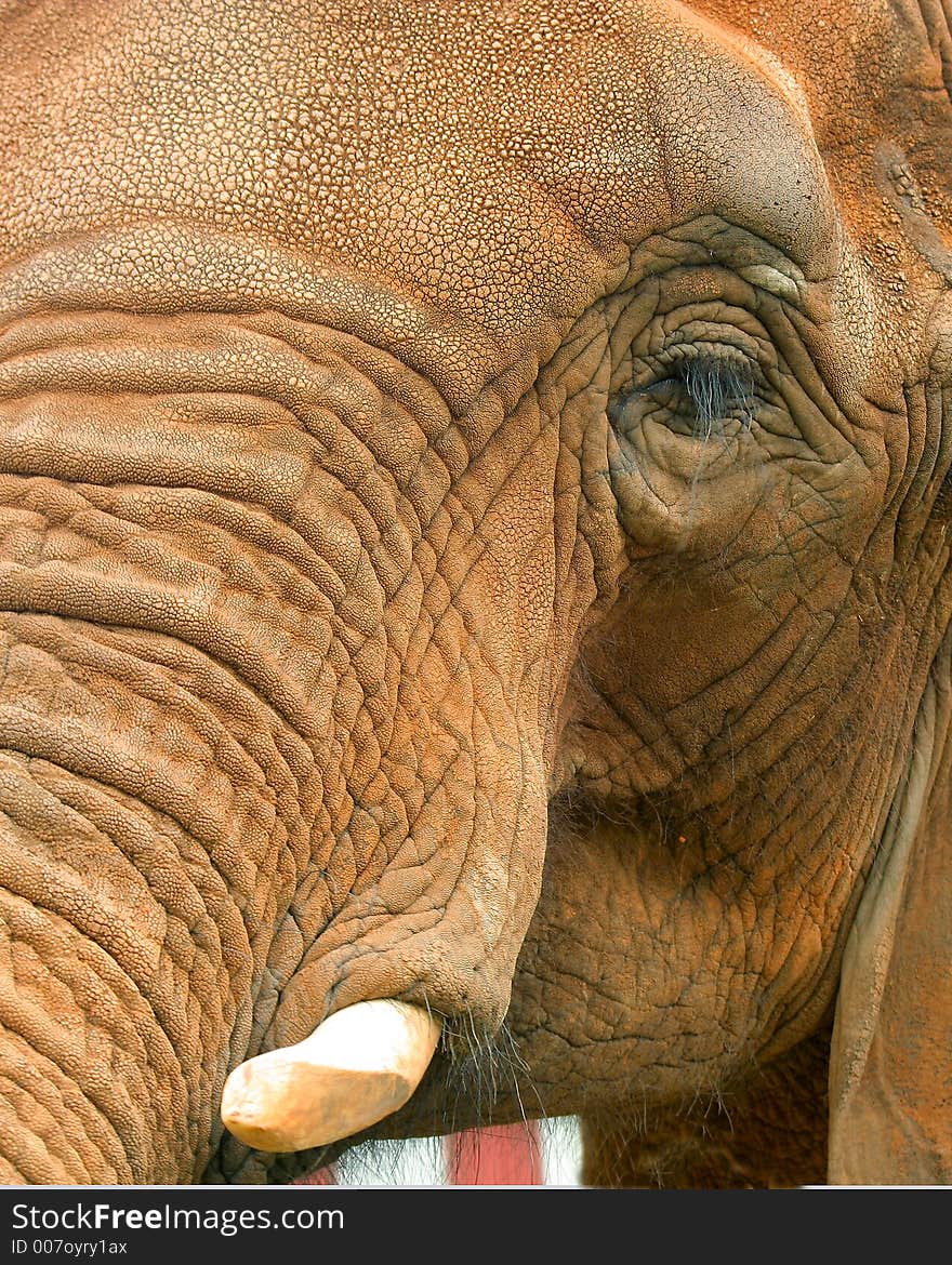 Elephant close up of face and eye