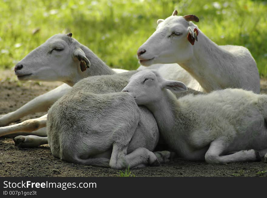 A family of Texas dal sheep huddle together on the ground. A family of Texas dal sheep huddle together on the ground.