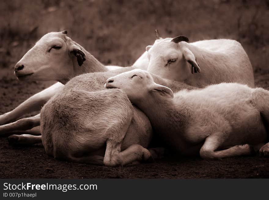 A sepia-toned photo of a family of Texas dall sheep huddle together on the ground. A sepia-toned photo of a family of Texas dall sheep huddle together on the ground.