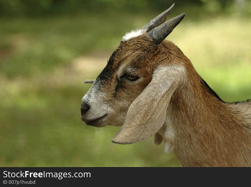 A profile of a pygmy goat.