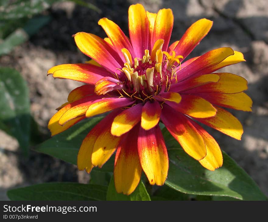 Flower red with yellow into large pieces