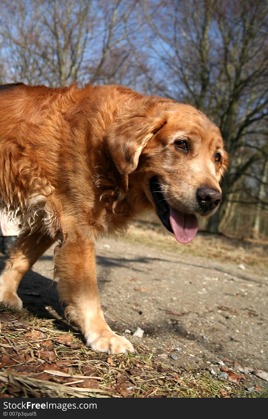 Dog Golden Retriever