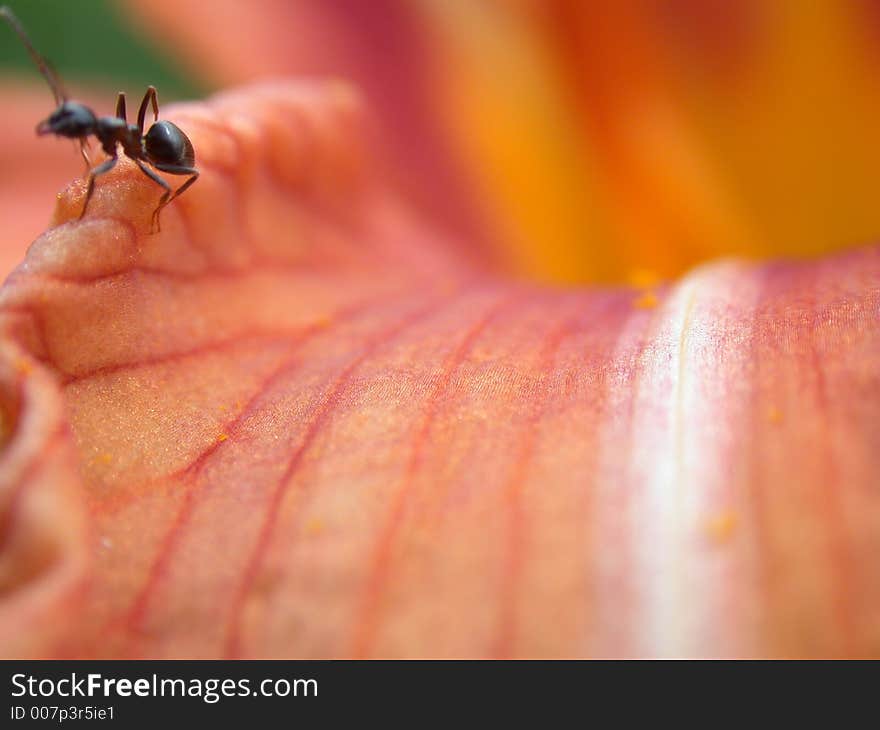 Petal To Lilies, Macro