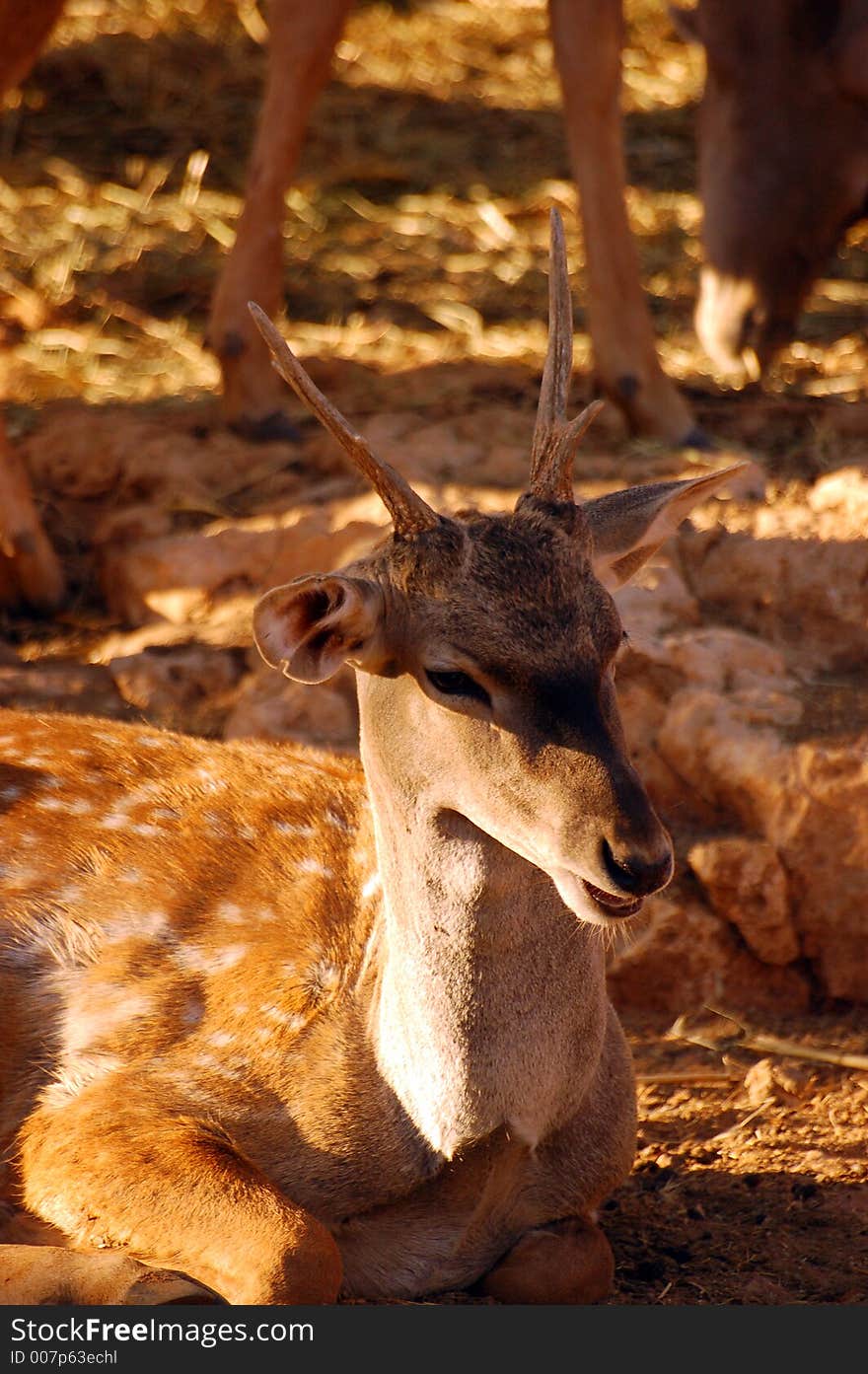 A deer in captivity