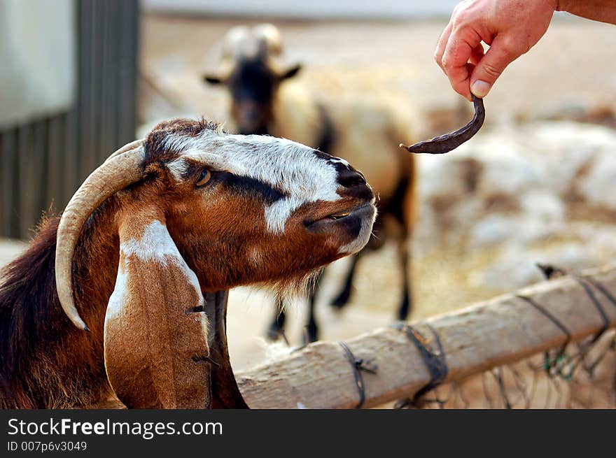 Feeding a goat in the zoo. Feeding a goat in the zoo