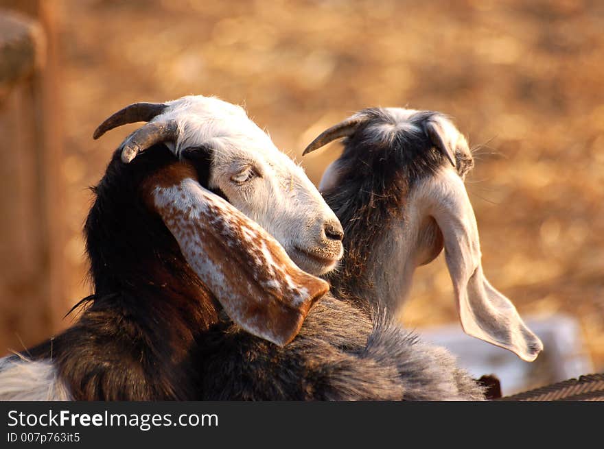 Two goat friends pictured together. Two goat friends pictured together.