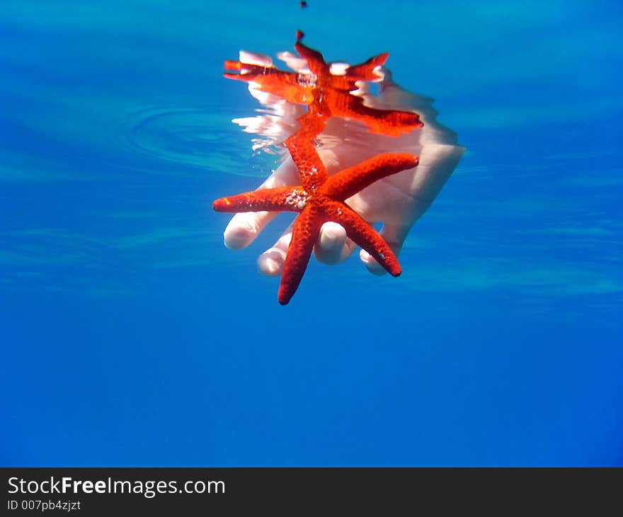 Hand holding a bright red starfish under the water surface with nice mirror effects