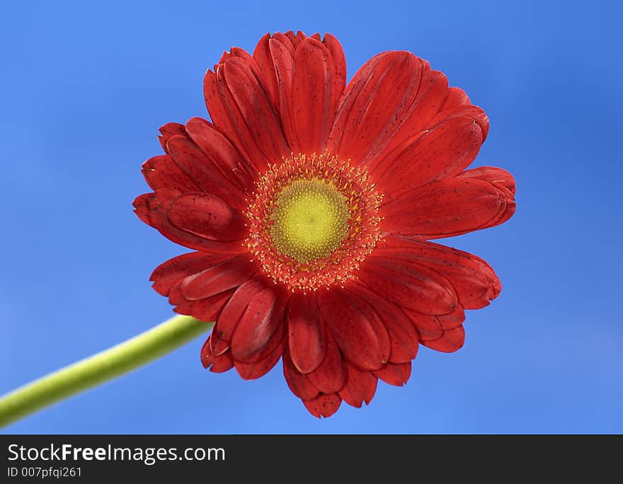 Photo of a Red Flower on a Blue Background