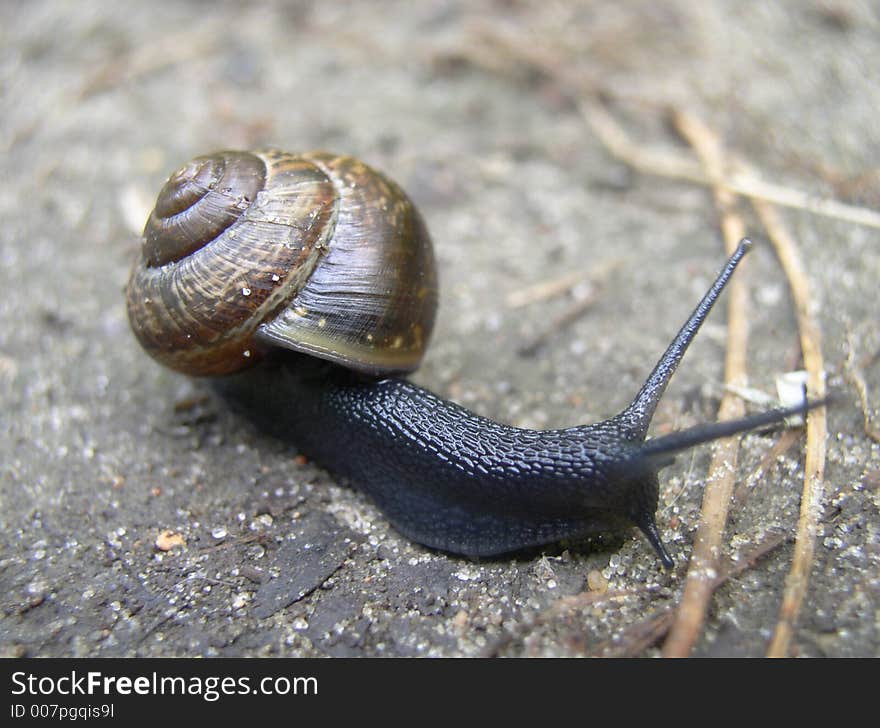 Black snail moviing from left to right