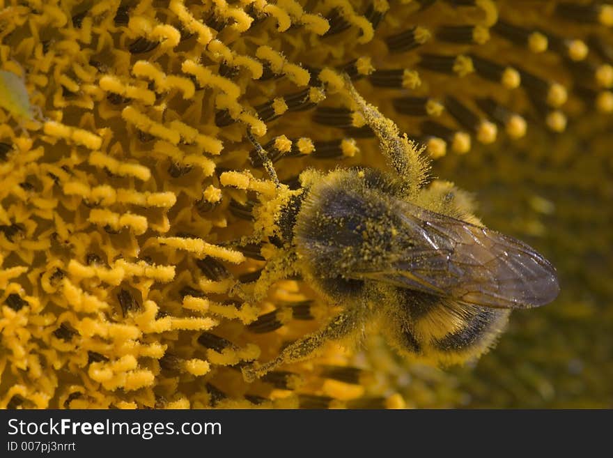 Humblebee, dust, in flower, worker,