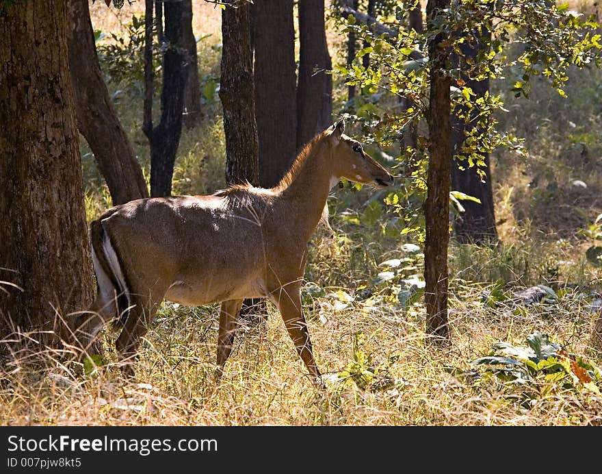 A female Nilgai or Bluebuck, India's largest antelope at a forest glade in Pench Tiger Reserve in India