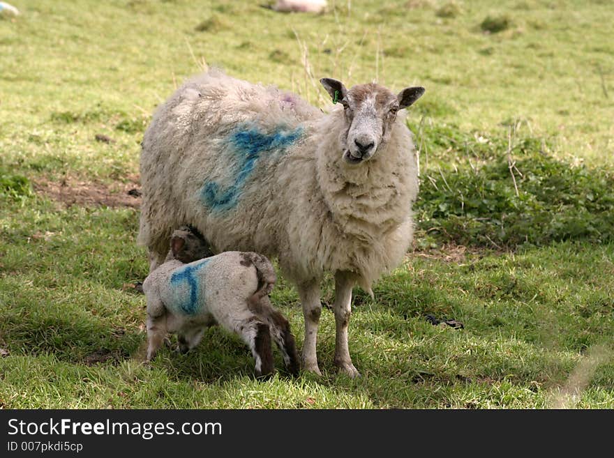 Sheep and Lamb