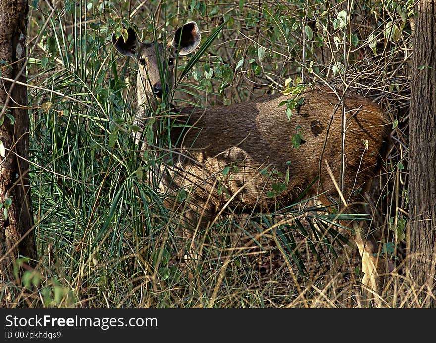 A Sambhar doe, India's largest deer, at a forest glade in Pench Tiger Reserve in India