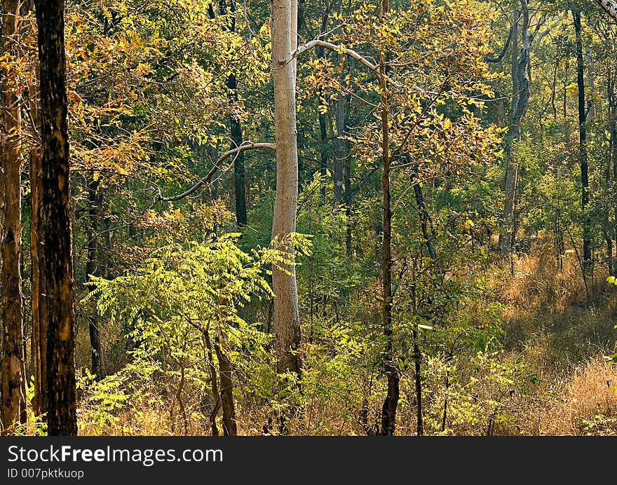 A forest glade in Pench Tiger Reserve in India