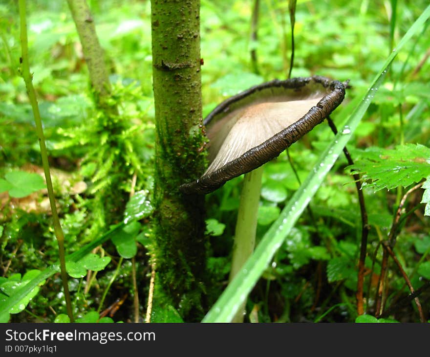 Mushroom reclined to the tree. Mushroom reclined to the tree