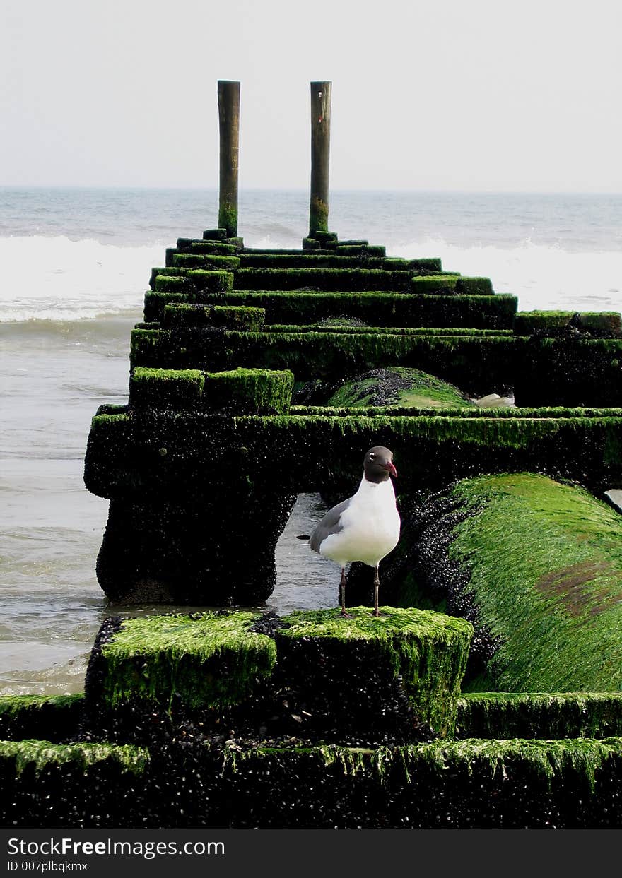 Seagull On Old Pier