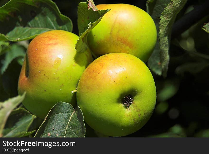 Three apples in the apple tree