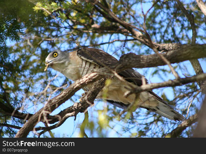 A beautiful Crested Hawk (or Crested Baza) on a branch in a tree. This animal is wild and can easily be identified with its bright yellow eye and barred feathers on its underside. This bird of prey can be seen eating an insect. Location: Mitchelton, Brisbane, Queensland, Australia.