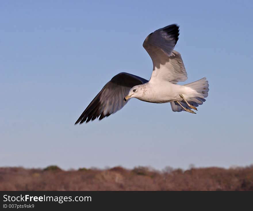 Sea Gull in fight