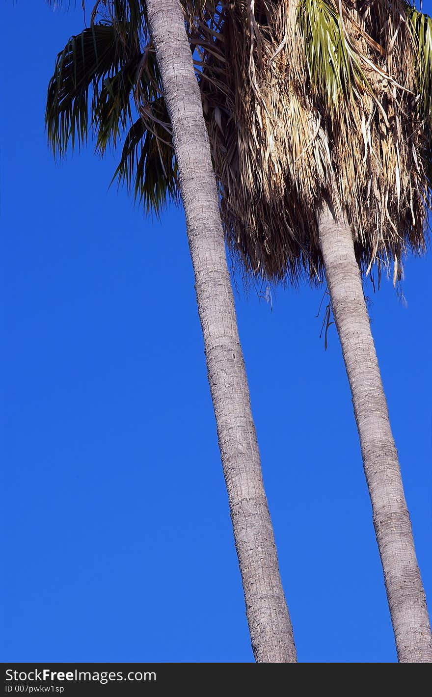 Looking up at palm trees and blue sky