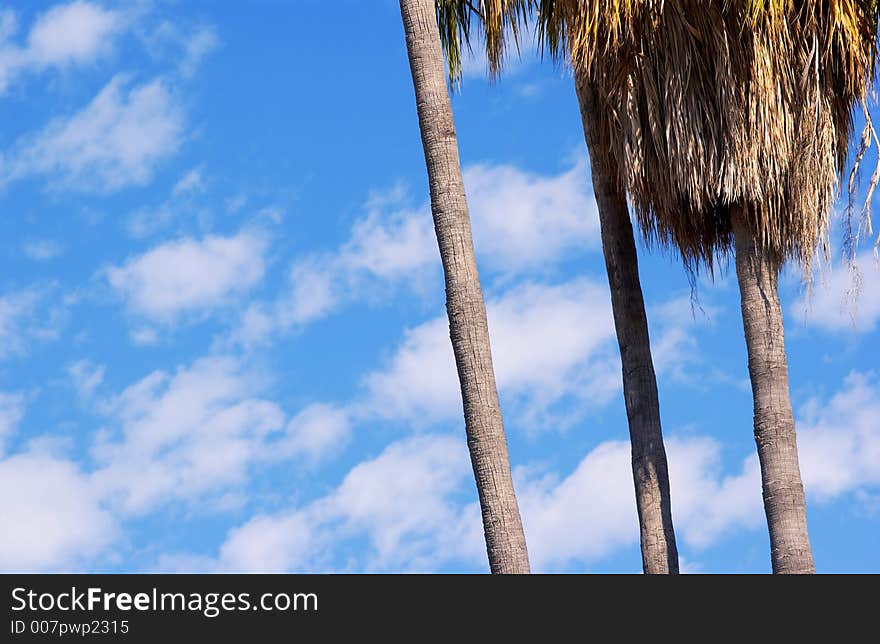 Looking up at palm trees and blue sky