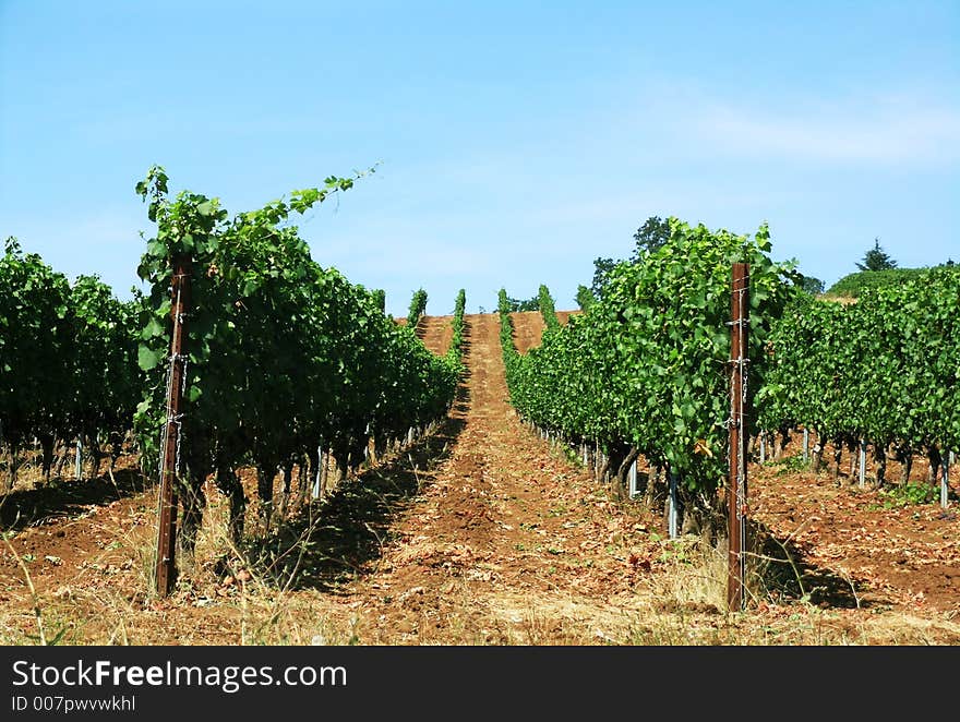 Rows of vineyards on blue sky background. Rows of vineyards on blue sky background