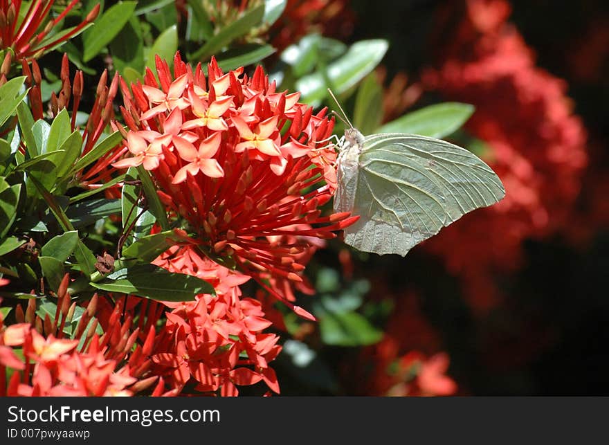 Butterfly on flower