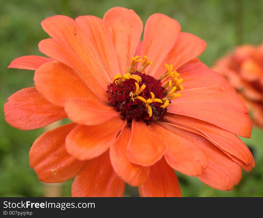 Red daisy macro