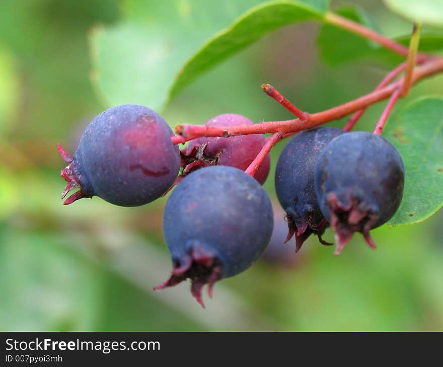 Something berry in the garden