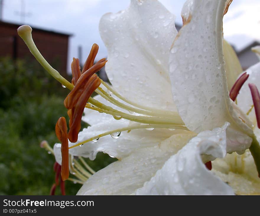 Petal to white lily after rain, macro