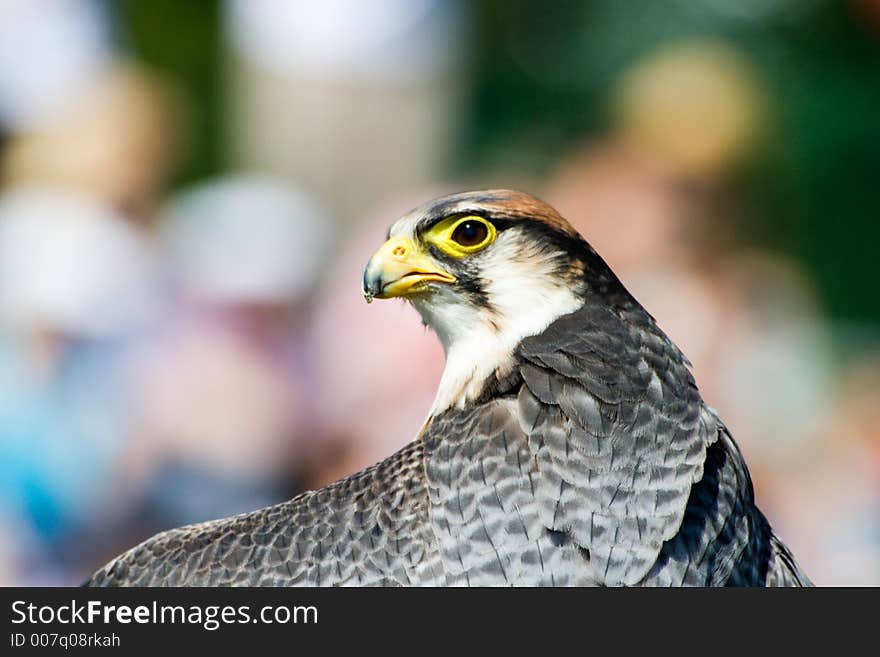 A Lanner Falcon looks at you. A Lanner Falcon looks at you