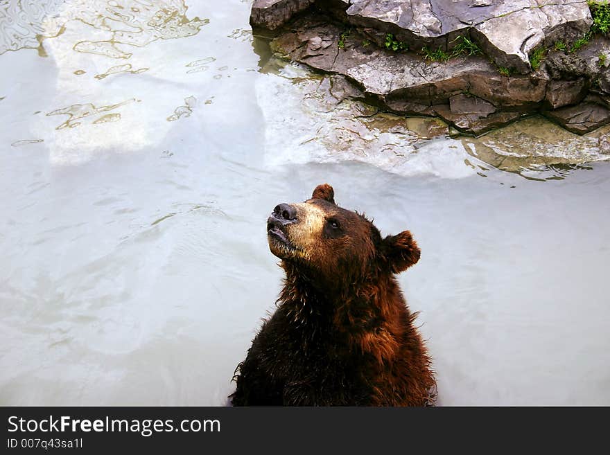 Bear In Lake