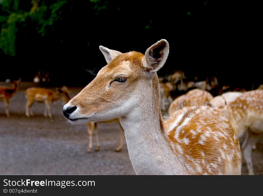 Close-up of a fawn with heard