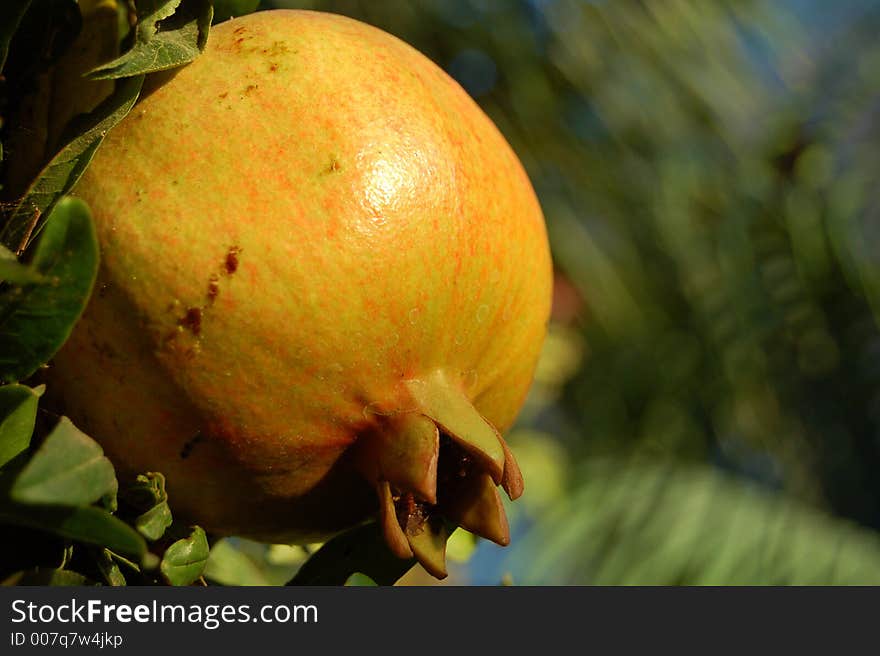 A pomegranate pictured in it's bloom. A pomegranate pictured in it's bloom.