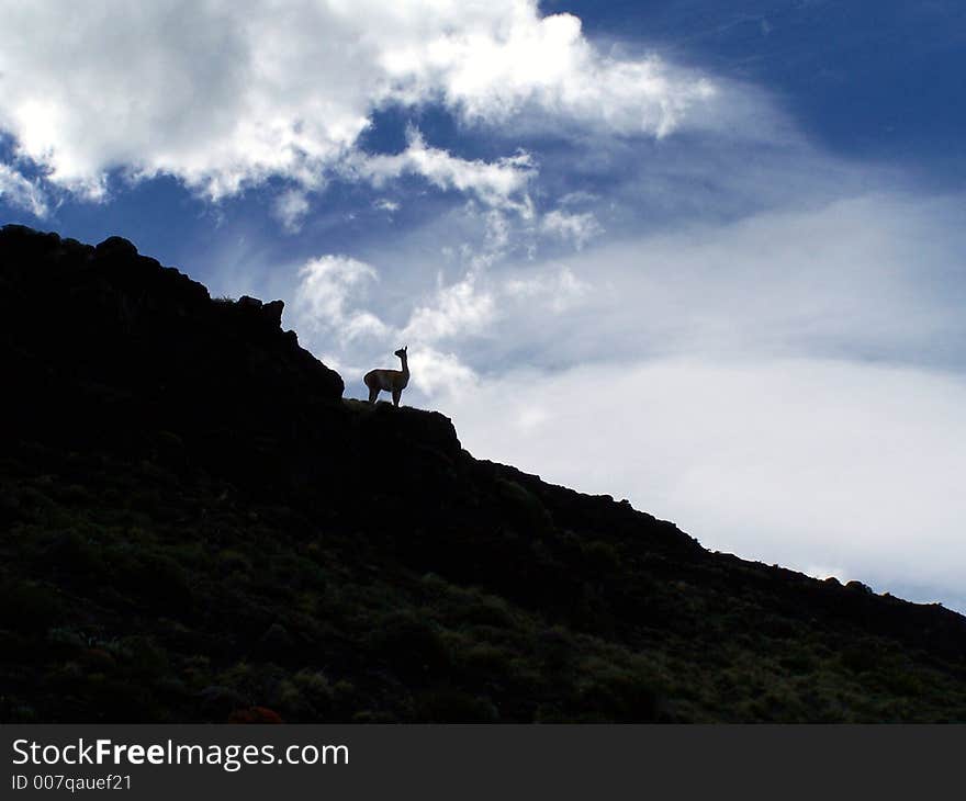 Guanaco On A Hill.