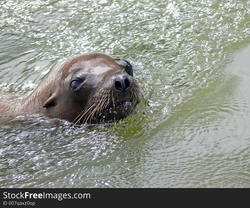 Sealion